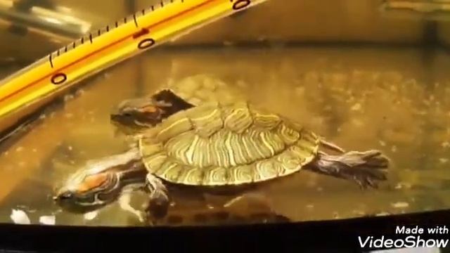 Черепашки-обояшки http://krasnoyhaya.at.ua смотреть онлайн