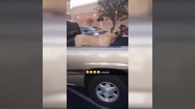 СМЕШНЫЕ И ЗАБАВНЫЕ ЖИВОТНЫЕ - САМЫЕ СМЕШНЫЕ ПИТОМЦЫ смотреть онлайн