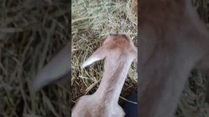 Выжигание рожек козлятам.