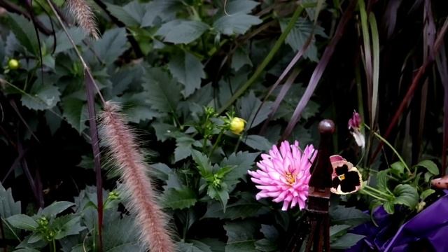 DUSTY MILLER CIRRUS, CRANE PINK KALE, PANSY AND ORNAMENTAL CABBAGE FALL FLOWER POTS FOR FALL смотреть онлайн
