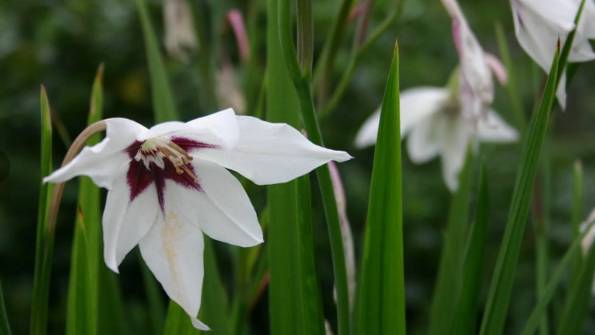 Цветок ацидантера: уход и выращивание в открытом грунте смотреть онлайн