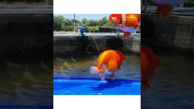 Most Beautiful Ranchu Goldfish In Aquarium Tank | Goldfish kingdom Beautiful Ranchu Fish #349 смотреть онлайн
