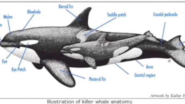 Killer Whale (Vertebrate) смотреть онлайн