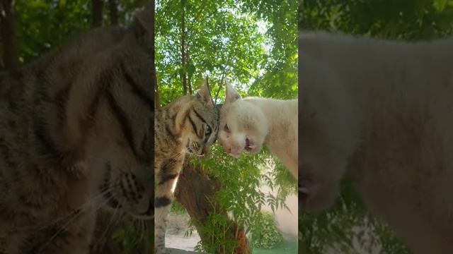 Мурку не трогай, она моя! смотреть онлайн