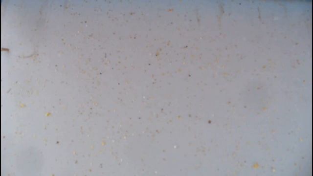 Варроатоз. Клещ. Тестовая обработка. Принимаем решение. смотреть онлайн