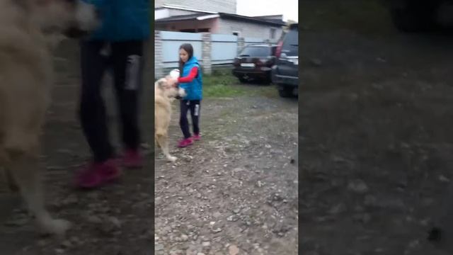 Алабай увидел инвалида !) смотреть онлайн