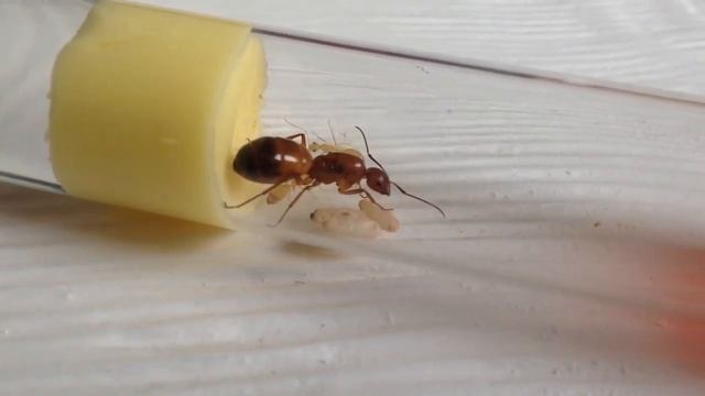 Caponotus castaneus смотреть онлайн