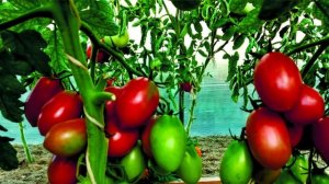 Дружное завязывание томатов по-взрослому. Пошаговая инструкция