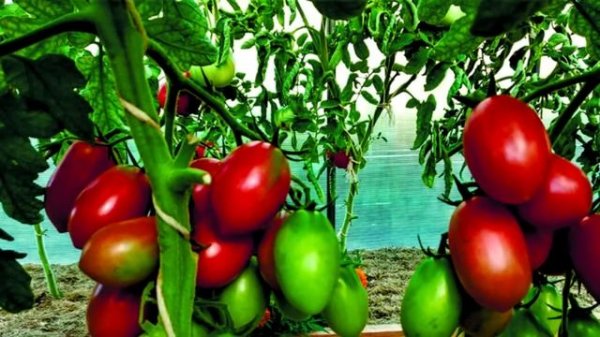Дружное завязывание томатов по-взрослому. Пошаговая инструкция