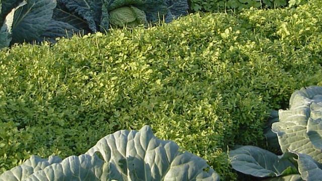 О СИДЕРАТАХ ПОДРОБНО. КАК СЕЯТЬ И ГДЕ смотреть онлайн