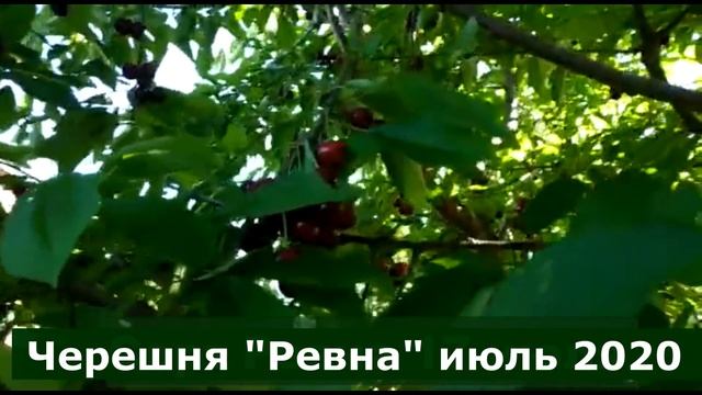 Коллективный опыт садоводов Как помочь себе и другим смотреть онлайн