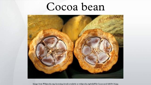 Cocoa bean смотреть онлайн
