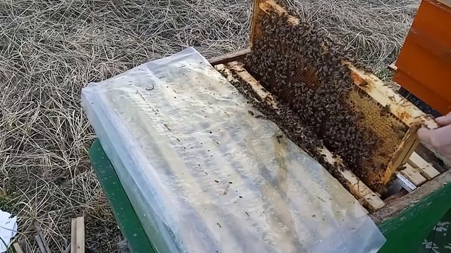 Она уже несёт мёд. Итог зимовки семьи на сетке. Разбираю пчелосемью с комментариями. смотреть онлайн