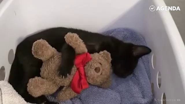 Котики смотреть онлайн