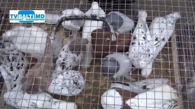 Выставка декоративных птиц в Бельцах-2018 11 11 18 смотреть онлайн