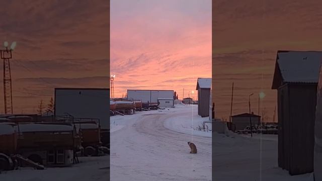 Якутия на восходе солнца!