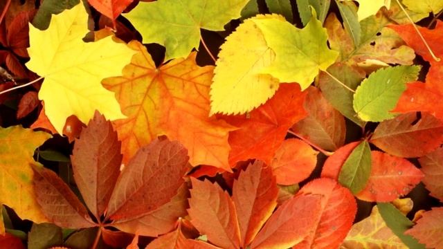 Как разрыхлить грядки осенью. Привлекаем червей. смотреть онлайн