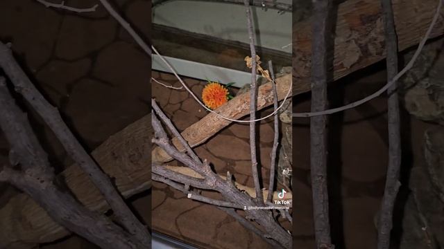Starting a Communal Enclosure for Phyllocrania paradoxa/Ghost Mantis смотреть онлайн