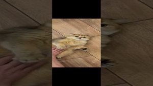 Смешные котики 🐈