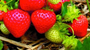 Схема подкормки клубники весной