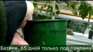 Рассада 2021.  Как вырастить хорошую рассаду