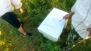 Отводки на одну рамку расплода. Первое расширение. Контроль облёта матки.