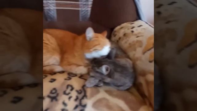 треш интернет пространства, оставайтесь с нами))))) смотреть онлайн