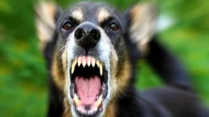 19. Первая помощь при укусе собаки