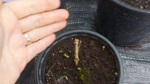 Плачет гортензия после обрезки.🌱! Когда резать? Какие сроки. 🌱