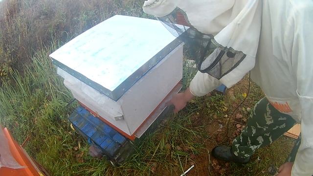 Как активировать полоски от клеща. Борьба с клещём варроа. Работы на пасеке. смотреть онлайн