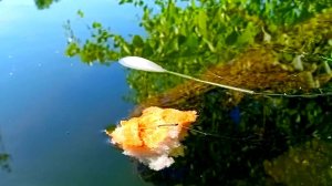 МОЩНЫЕ АТАКИ КРУПНОЙ РЫБЫ на корку хлеба !!!