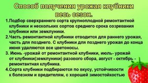 Крупная клубника весь сезон. Мой способ.