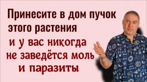 В доме никогда не заведётся моль и паразиты и всегда будет достаток - принесите пучок этого растения