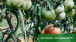 Посадка помидор. Сколько сажать рассады. Когда больше - хуже.