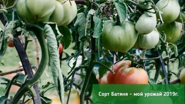 Посадка помидор. Сколько сажать рассады. Когда больше - хуже.