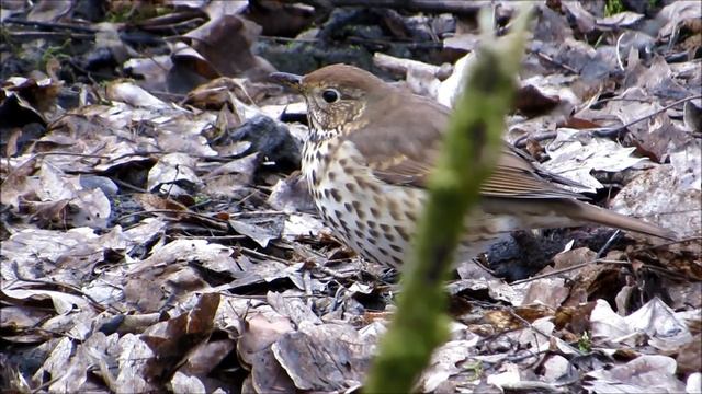 Öter ardıç kuşu, Zanglijster, Turdus philomelos, Song Thrush, سمنة مطربة, Певчий дрозд: close-up смотреть онлайн