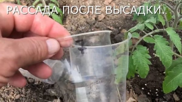 Волшебная закладка в лунки томатов, перцев.