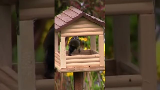 Кормушка. Дмитрий Шлапак смотреть онлайн