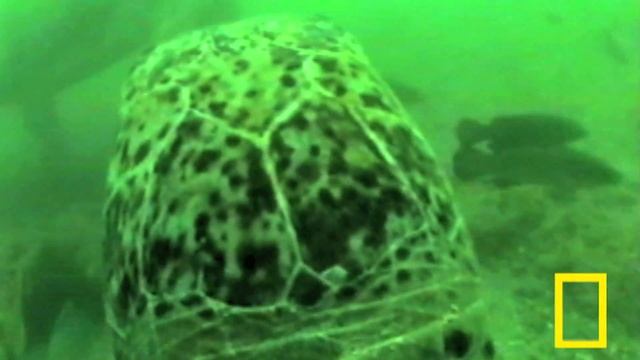 A Turtles View with Crittercam | Pottery Barn Kids смотреть онлайн