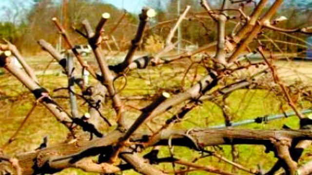 Как обрезать заросший виноград, чтобы омолодить куст. Обрезка старого винограда смотреть онлайн