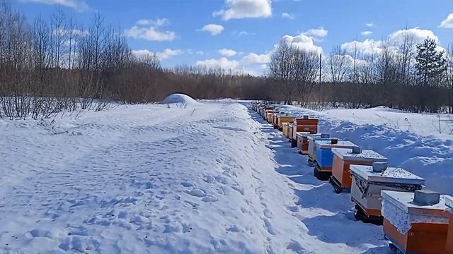 Весенние работы на пасеке. Выставили пчëл. Делаю большой обзор пасеки! смотреть онлайн