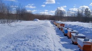 Весенние работы на пасеке. Выставили пчëл. Делаю большой обзор пасеки!