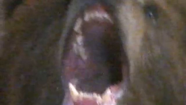 Chuck Norris Vs Bear