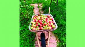 Грядки после урожая. Падалица - лучший вариант.