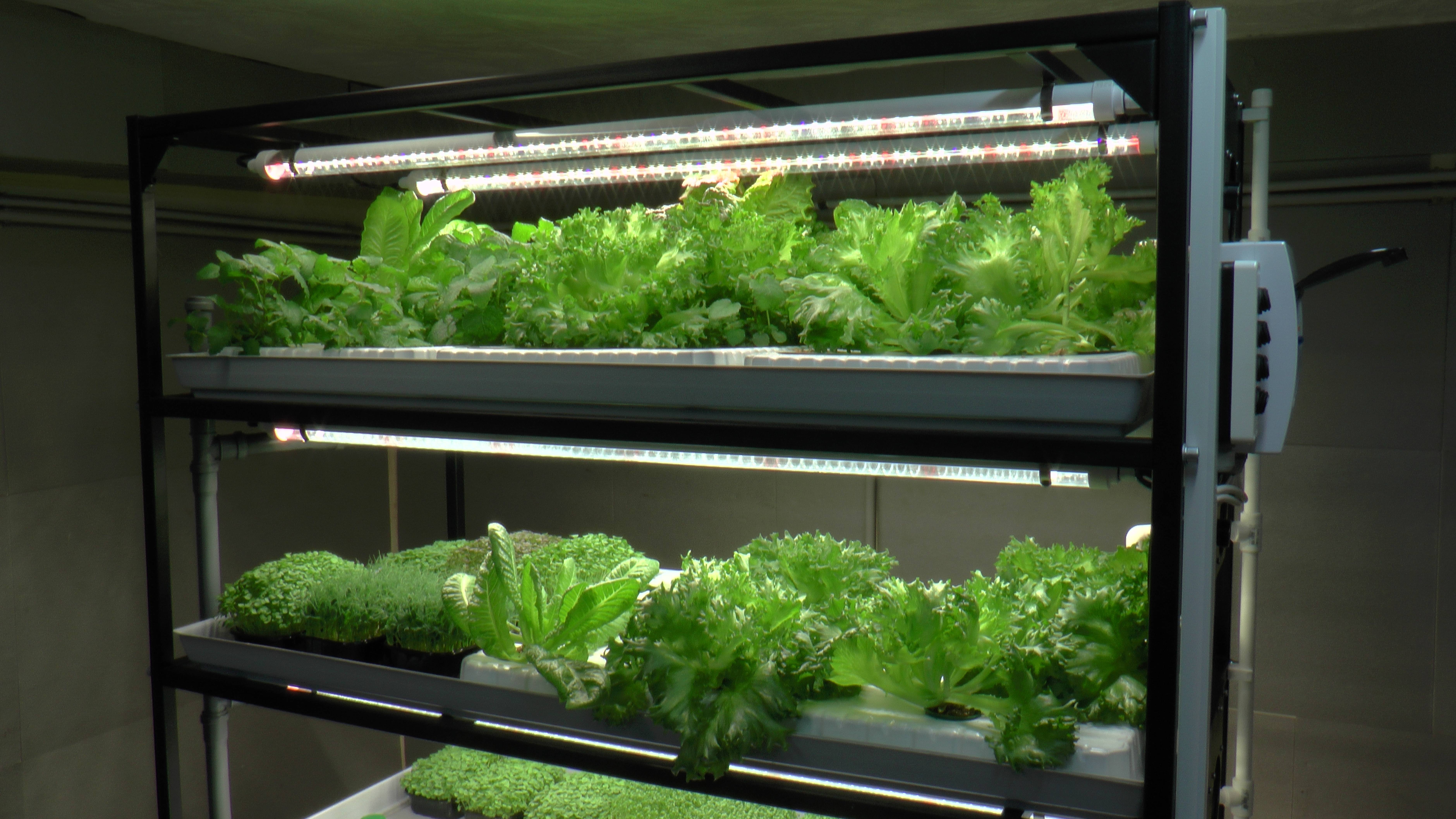 Профессиональная гидропонная установка для выращивания микрозелени