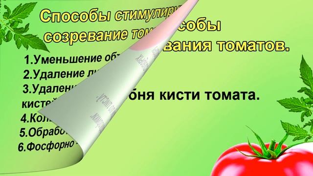 ТОМАТЫ.УСКОРЯЕМ СОЗРЕВАНИЕ. смотреть онлайн
