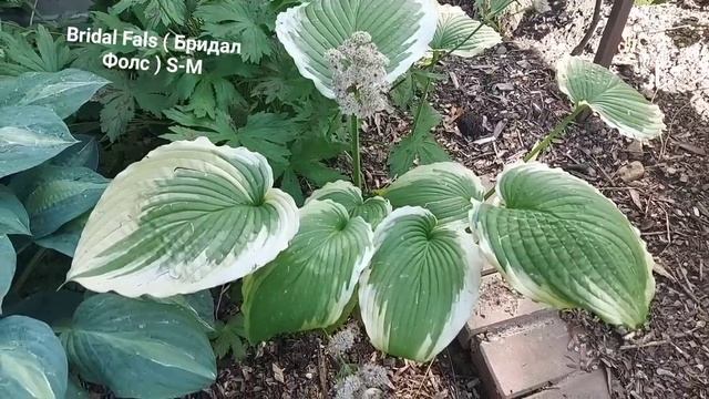 Хосты в моем саду ( 2024г)#сад #хосты смотреть онлайн