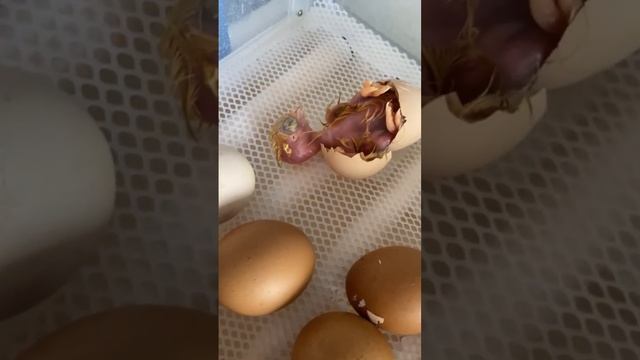 Рождение #домиквдеревне #курятник #несушки #сделайсам