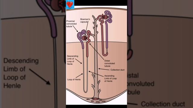 Types Of Nephron | Human Physiology | NEET Daily