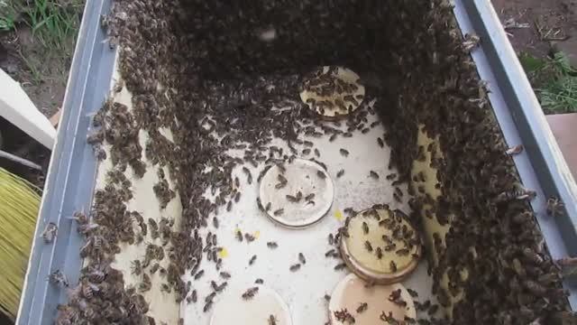 пчеловодство на ячейке 4,9 мм - часть 73, в семье маточники, делаю искусственный рой 29.05.2024 смотреть онлайн